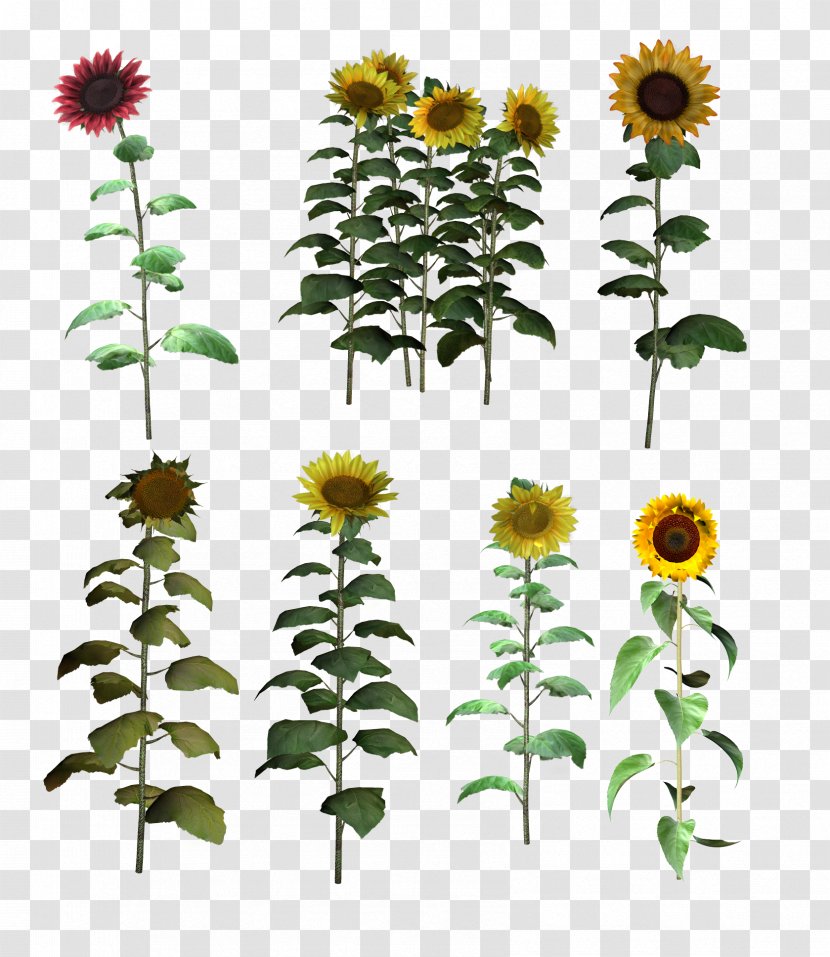 Common Sunflower Clip Art - Plant Transparent PNG