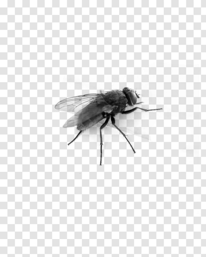 Insect Fly Clip Art - Wing Transparent PNG