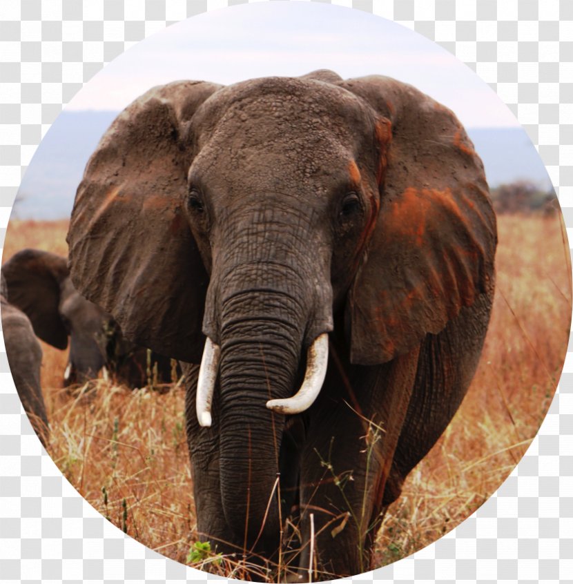 Indian Elephant African Tusk Wildlife Safari - Space Environment Transparent PNG