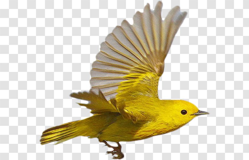 Bird Beak Feather Parrot Old World Oriole - Wildlife Transparent PNG