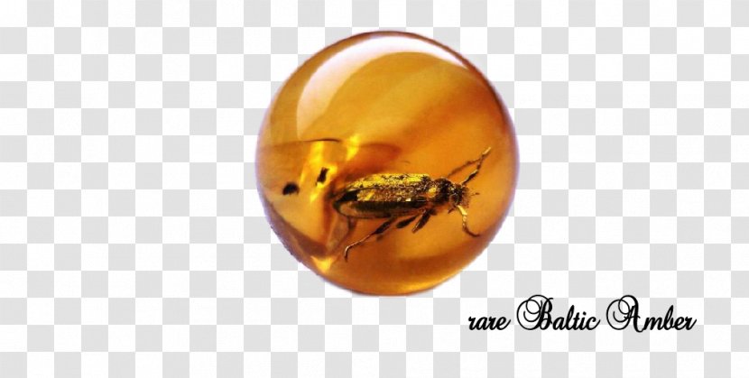 Baltic Amber Бусы Resin Polishing - Membrane Winged Insect - Jewellery Transparent PNG