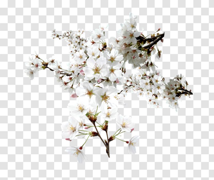 Flower Floral Design Art - White Transparent PNG