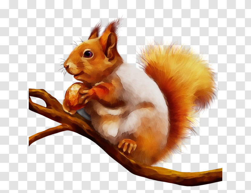Squirrels Rodents Whiskers Snout Computer Mouse Transparent PNG