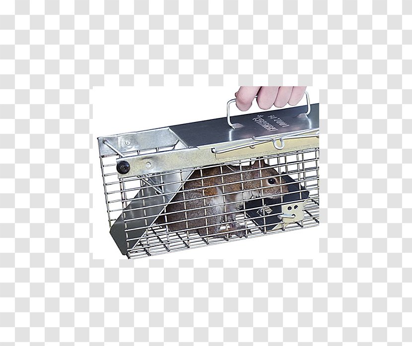 Squirrel Rodent Trapping Rat Chipmunk - Pest - Mouse Trap Transparent PNG