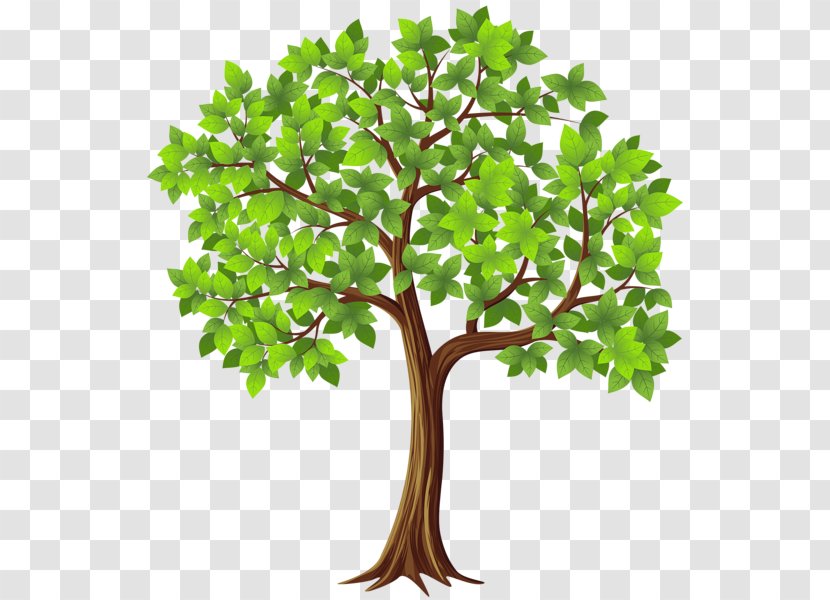 Tree Branch Clip Art - Woody Plant Transparent PNG
