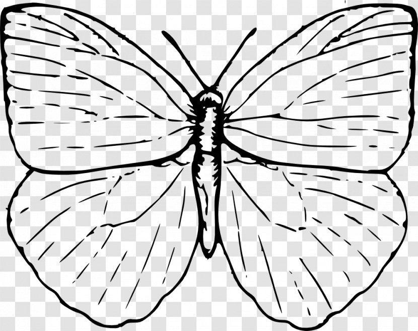 Butterfly Drawing Line Art Clip - Arthropod Transparent PNG