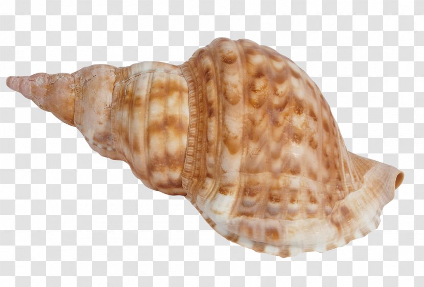 Seashell Charonia Tritonis Conchology Mollusc Shell Snail - Triton Transparent PNG
