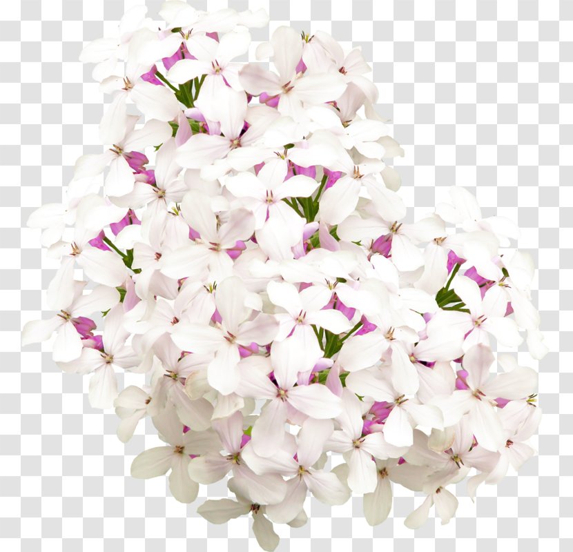 Floral Design Lilac Flower Clip Art Transparent PNG