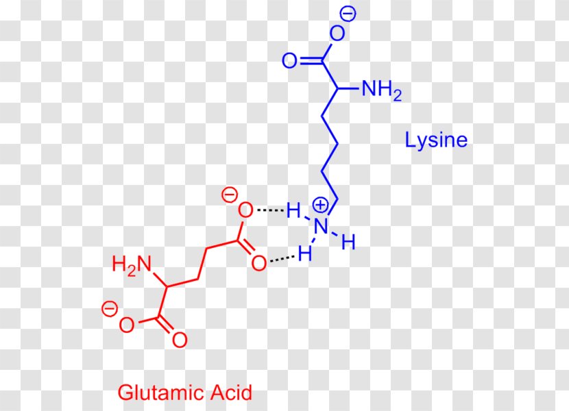 Salt Bridge Glutamic Acid Lysine Transparent PNG