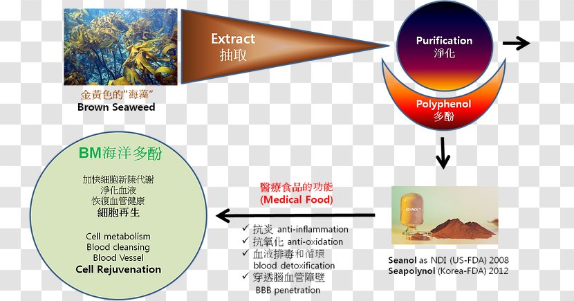 Seaweed Polyphenol Reactive Oxygen Species Antioxidant - Reverse Aging Transparent PNG