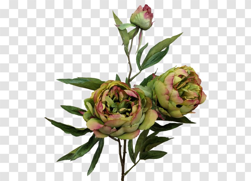 Garden Roses Cabbage Rose Cut Flowers Bud Plant Stem - Peony BLUE Transparent PNG