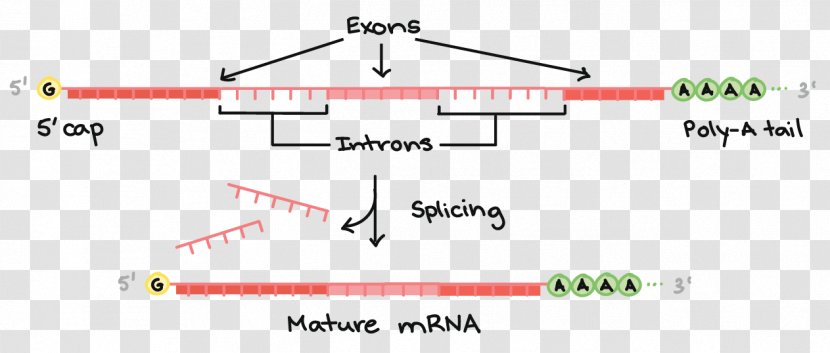 MRNA Processing: Methods And Protocols RNA Splicing Transcription Translation - Central Dogma Of Molecular Biology - Rna Transparent PNG