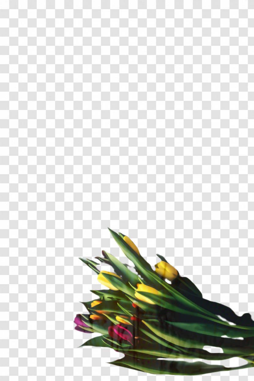 Flowers Background - Closeup - Cut Vegetable Transparent PNG