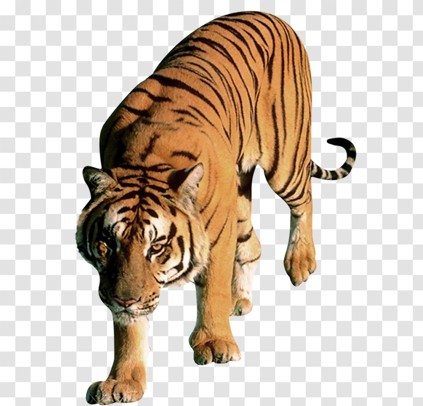 Tiger Word Letter - Mammal Transparent PNG