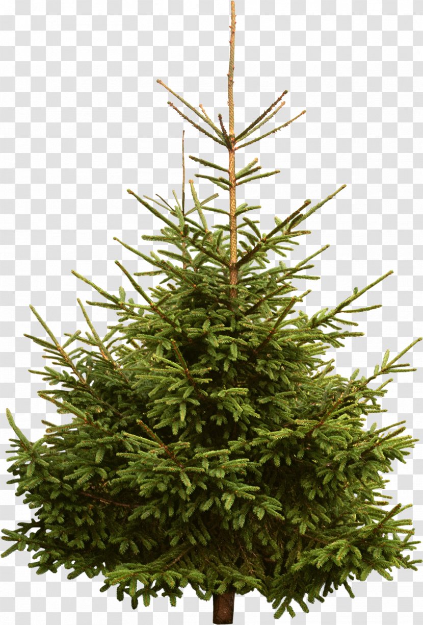 New Year Tree Spruce Pine Fir - Christmas - Fir-tree Transparent PNG