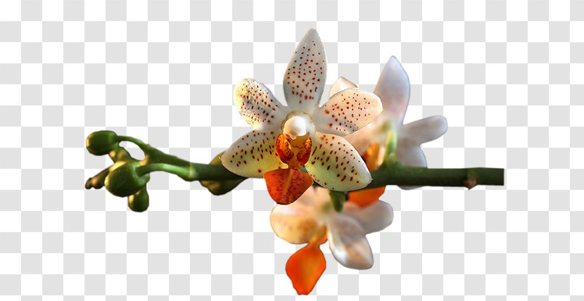 Orchids Flower Clip Art - De Transparent PNG