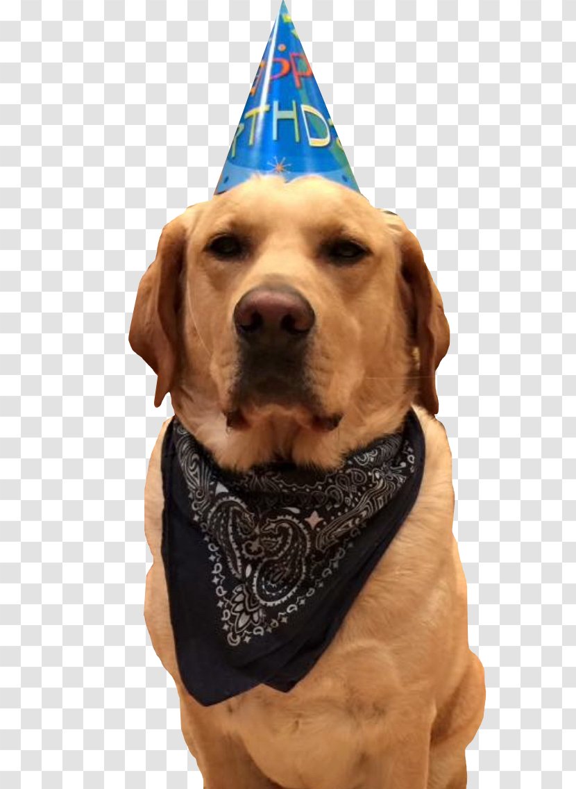 Labrador Retriever Party Hat Bulldog Birthday - Companion Dog Transparent PNG