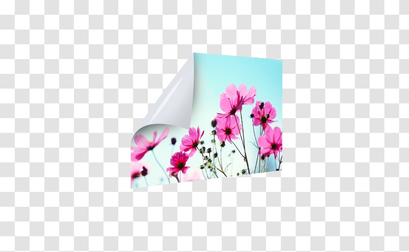 Photography Image Royalty-free Plakat Naukowy Blomstereng - Meadow - Wall Creative Transparent PNG