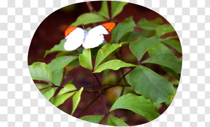Crateva Religiosa Yakushima Butterfly Shoeblackplant Bus - Chinese Hibiscus Transparent PNG
