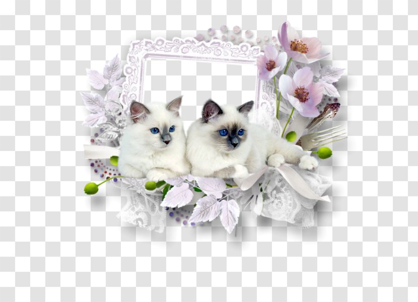 Picture Frames - Photo Albums - Dieren Transparent PNG