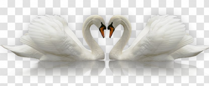 Swan Icon - Silhouette Transparent PNG