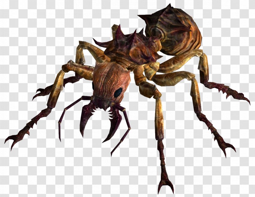 Fallout: New Vegas Fire Ant Insect Pogonomyrmex - Wolf Spider Transparent PNG