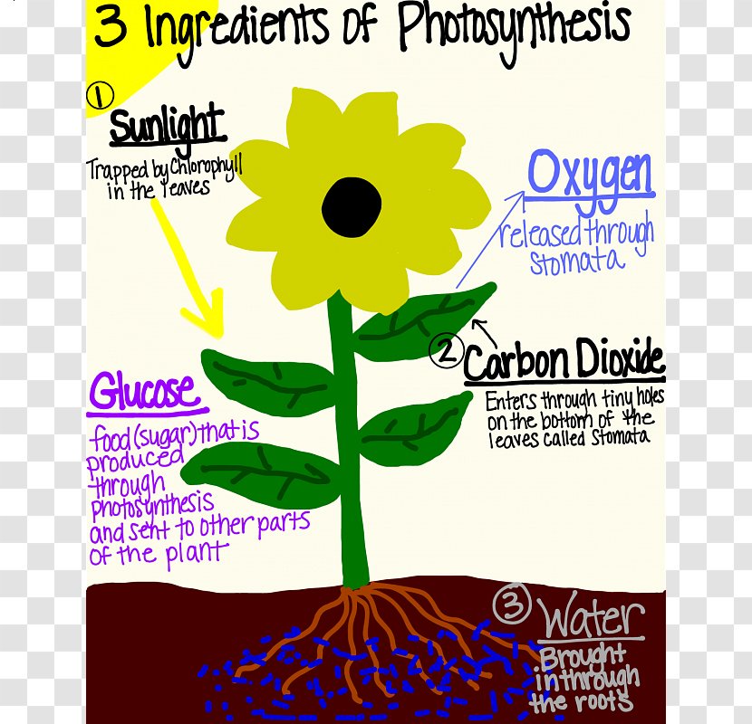 Photosynthesis Plant Fourth Grade Biology Fifth - Text Transparent PNG