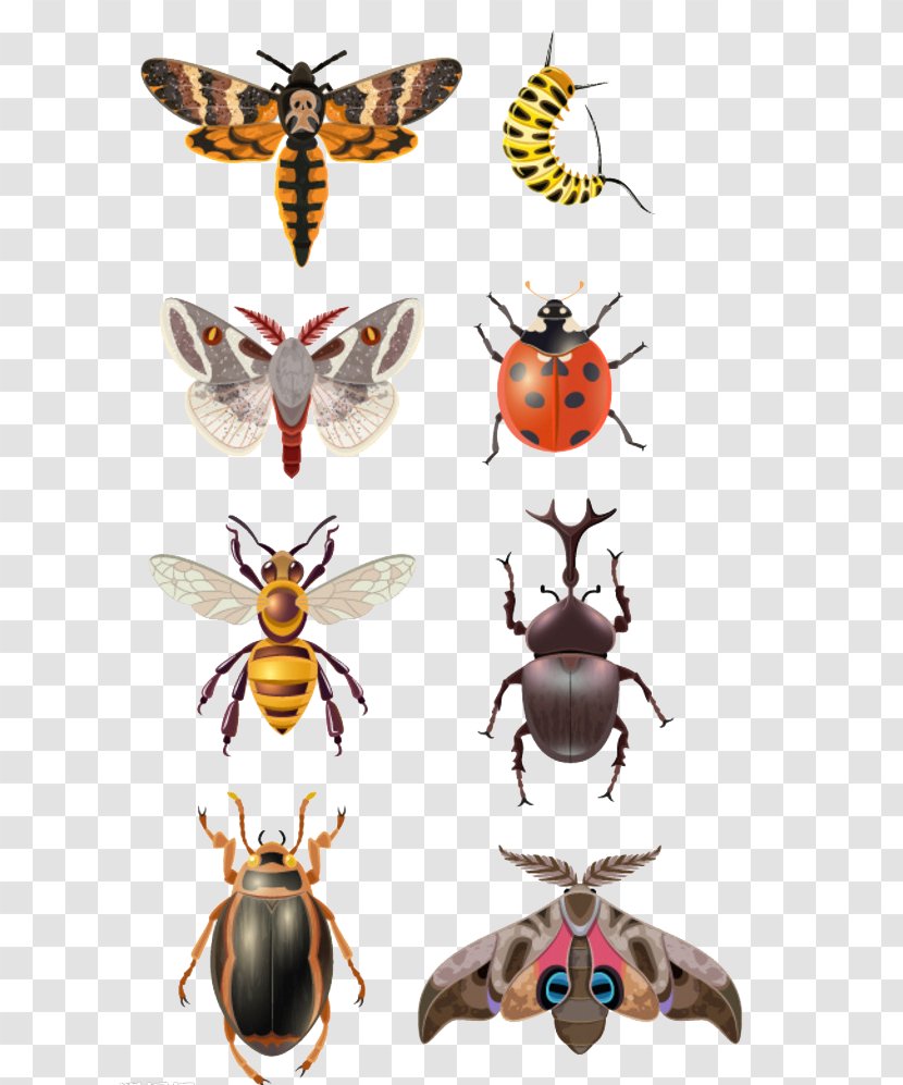 Beetle Vecteur Photography Illustration - Royaltyfree - Cartoon Insects Transparent PNG