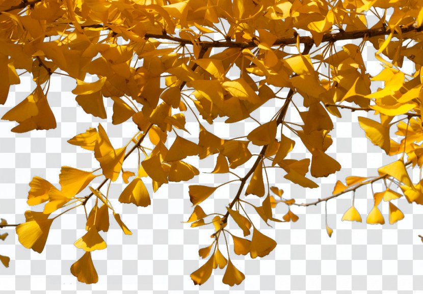 Ginkgo Biloba Twig Tree Transparent PNG