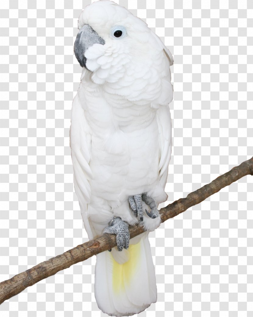 Bird Cockatoo Parakeet Blue-and-yellow Macaw - Roseringed - Parrot Transparent PNG