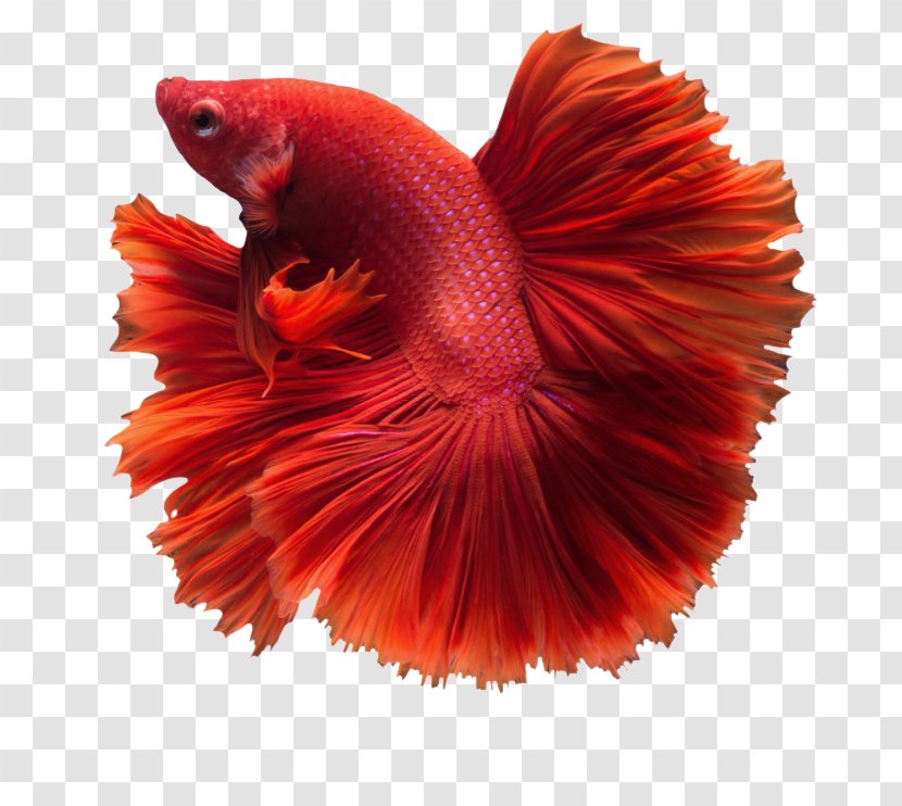 Siamese Fighting Fish Cat Veiltail Butterfly Koi - Marine Biology Transparent PNG