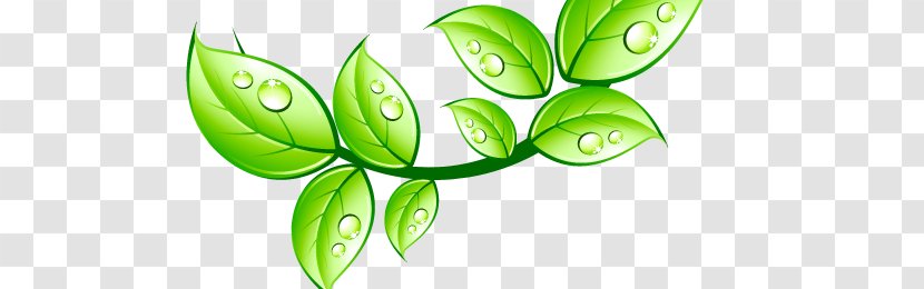 Aquarius Water And Coffee Service Cooler Leaf - Organism Transparent PNG