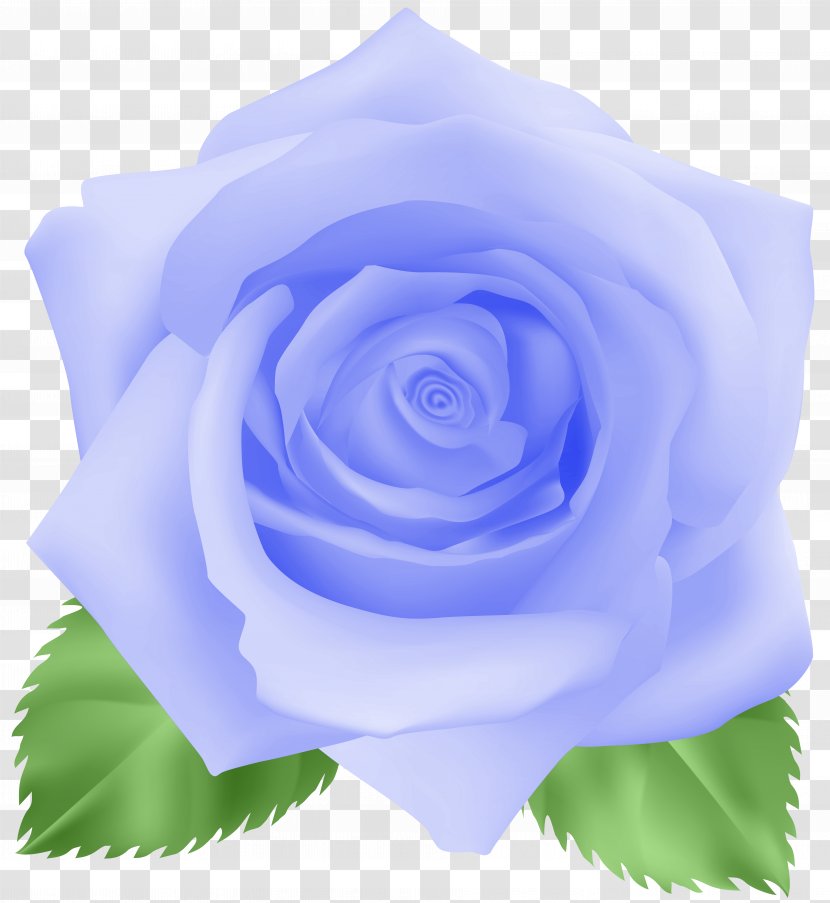 Blue Rose Cabbage Garden Roses Floribunda Clip Art - Flower Transparent PNG