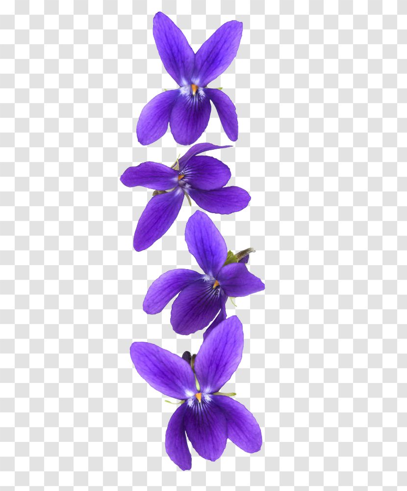 Customer Violet Stock Photography - Flower Transparent PNG