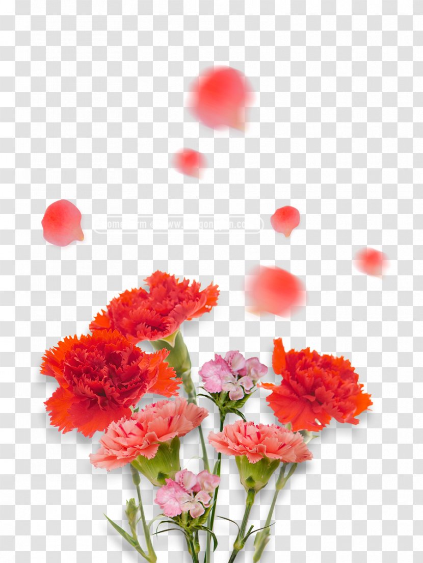 Carnation Image Red - Dianthus - Mothers Day Flower Carnations Transparent PNG