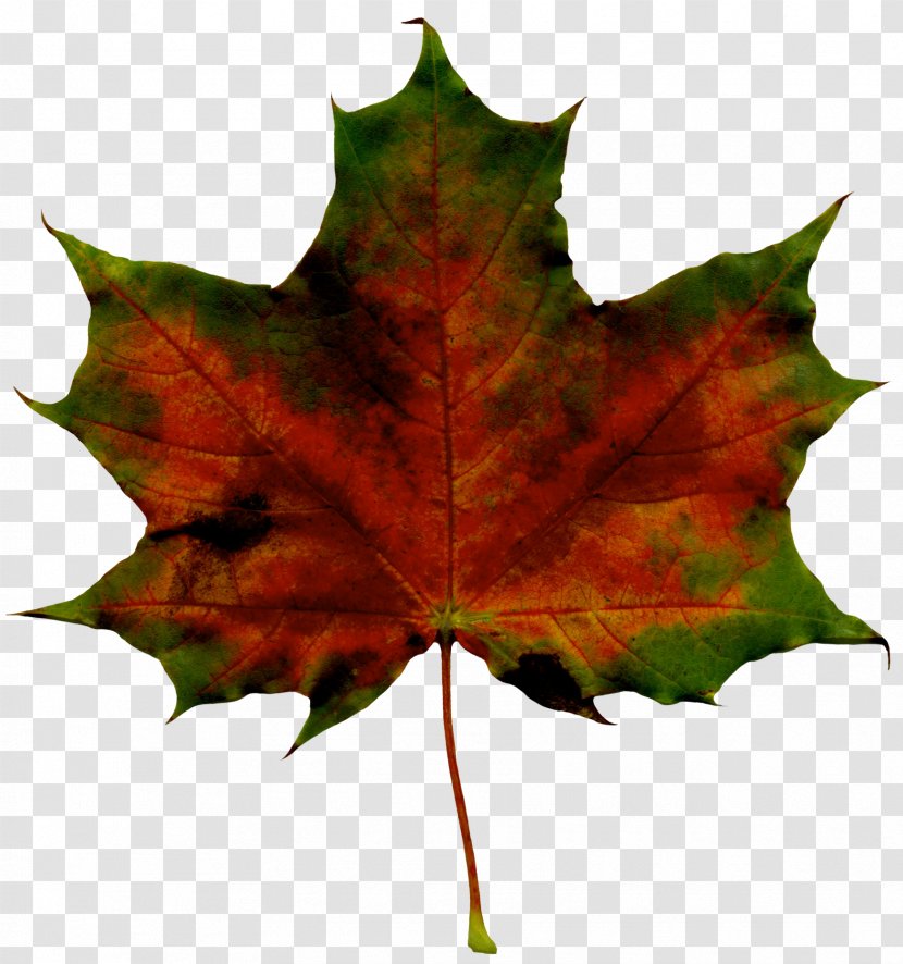 Maple Leaf Autumn Clip Art - Equinox - Leaves Transparent PNG