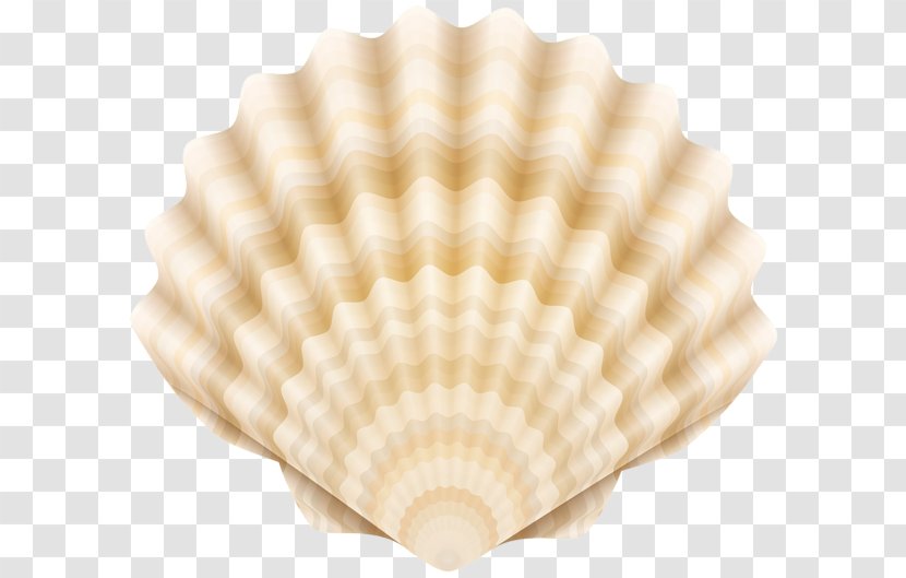 Drawing Cockle Clip Art - Seashell - Summer Transparent PNG