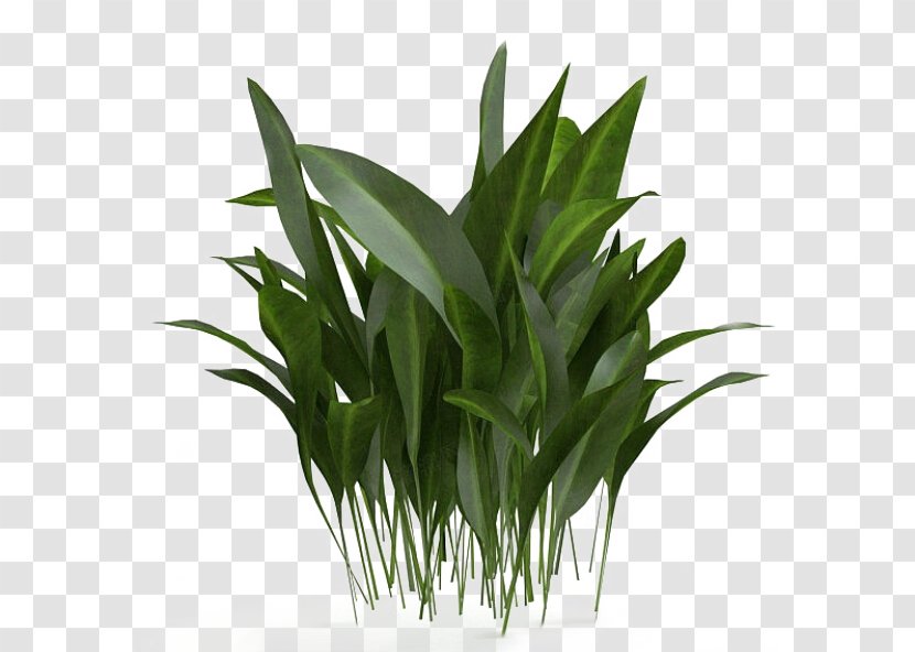3D Computer Graphics Bamboo Modeling - Grass Family - Green Transparent PNG