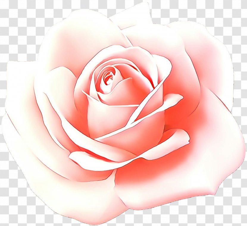 Pink Flowers Background - Garden Roses - Japanese Camellia Transparent PNG