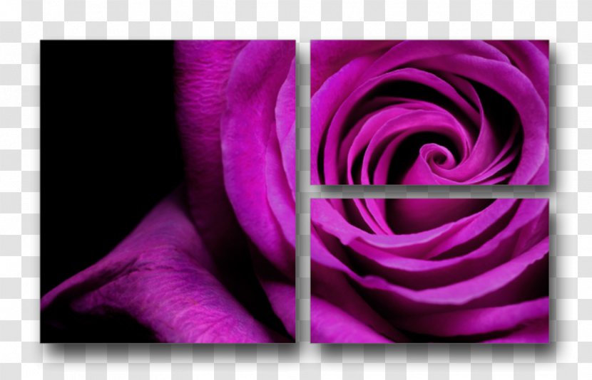 Purple Flower Violet Rose Stock Photography - Color Transparent PNG