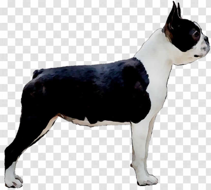 Boston Terrier Toy Bulldog Dog Breed Companion English White - Tail Transparent PNG