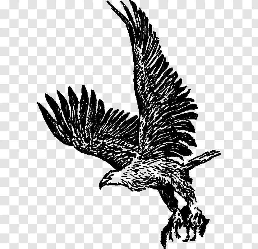 Bald Eagle Hawk Buzzard Vulture - Bird Transparent PNG