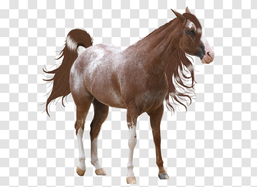 Mane American Paint Horse Mustang Spotted Saddle Stallion Transparent PNG