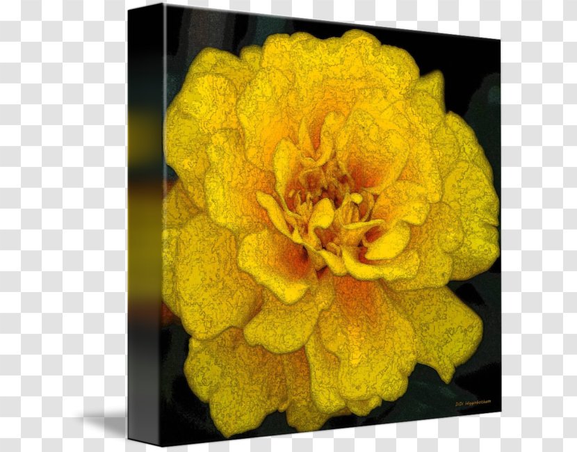 Mexican Marigold Flower Petal Yellow Printmaking Transparent PNG