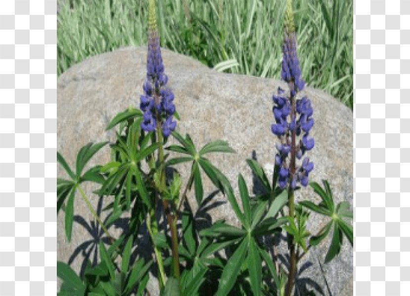 English Lavender Bluebonnet French Tarwi Wild Lupine - Perennial Plant Transparent PNG