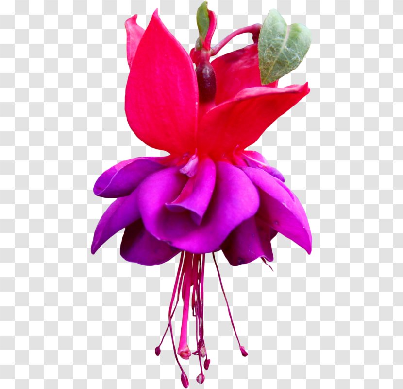 Birthday Love Heart Floral Design Cut Flowers - Fuchsia Transparent PNG