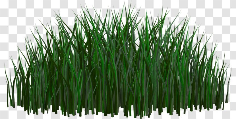 Clip Art - Wheatgrass - Green Grass Transparent PNG