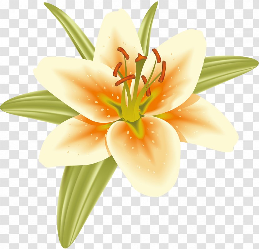 Cut Flowers Pedagogy Petal Orange S.A. Daylily - Flower - Lily Transparent PNG
