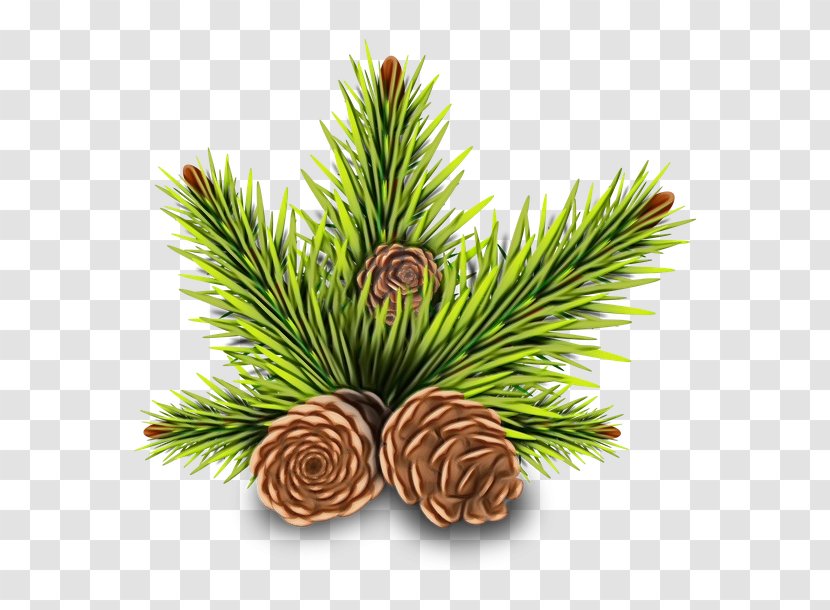 Pine Conifer Cone Holiday Christmas Day Conifers - Grass - Woody Plant Transparent PNG