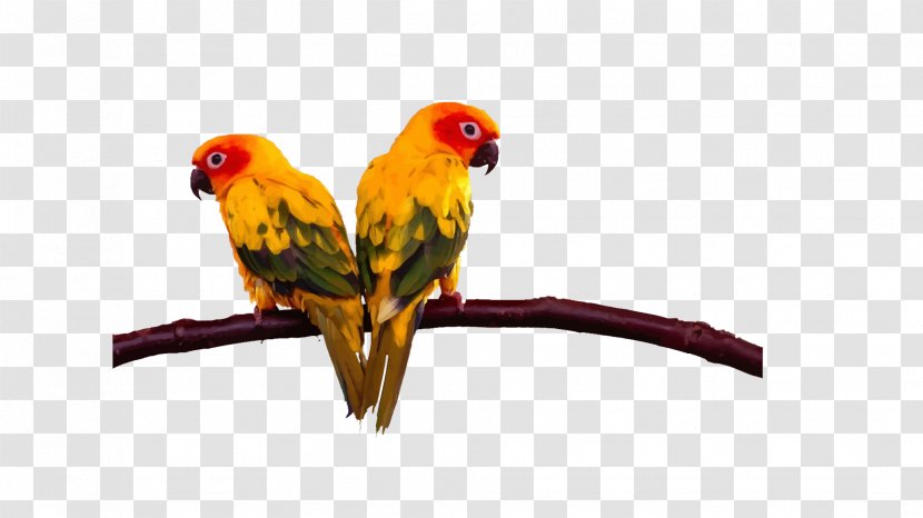 Lovebird Budgerigar Cockatoo Conure - Bird - Two Parrots On The Branches Transparent PNG